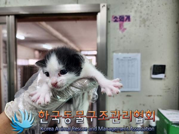 한국동물구조관리협회_441382202400778